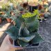 Agave parrasana (Agáve) ´GLOBE´ - výška 5 cm, ⌀10 cm, kont. P11 (-15°C) Agave parrasana (Agáve) ´GLOBE´ - výška 5 cm, ⌀10 cm, kont. P11 (-15°C)